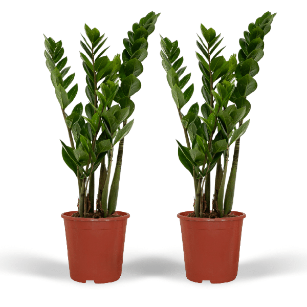 Image of Glücksfeder – Zamioculcas zamiifolia – Smaragdpalme – 2 Pflanzen – Ø14cm – Höhe ca. 50cm – Pflegeleichte Zimmerpflanzen für Büro & Zuhause-0