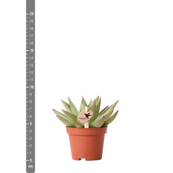 Image of Sukkulente Echeveria Miranda – Grüne Rosettenpflanze – Ø6cm – Pflegeleichte Zimmerpflanze – In Blumenerde – Für helle Standorte-1