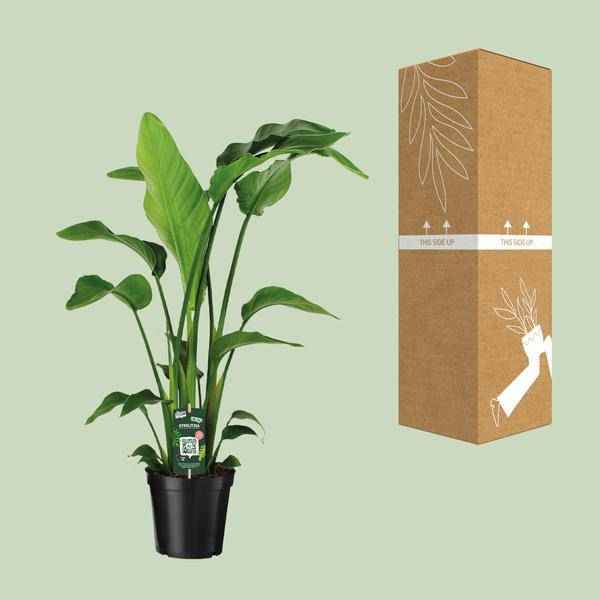 Image of Baum – Strelitzie Strelitzia Nicolai Zimmerpflanze Ø19cm ↕90cm – tropische Grünpflanze für Wohnzimmer, Büro & helle Standorte kaufen