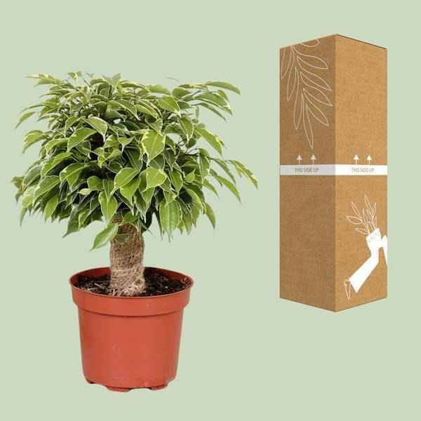 Image of Birken – Feige – Ficus Benjamina Kinky – Zimmerpflanze Ø12cm ↕28cm – pflegeleichte luftreinigende Grünpflanze für Zuhause und Büro
