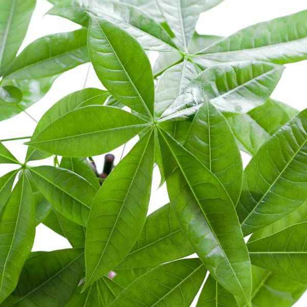 Image of Pachira Aquatica 80cm – Glückskastanie Geldbaum Zimmerpflanze Ø21cm – pflegeleichte Pflanze mit geflochtenem Stamm im nachhaltigen Viber Grau Topf