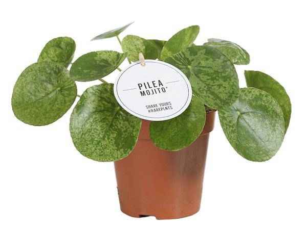 Image of Glückstaler – Pilea Mojito – Zimmerpflanze – Ø13cm – ca. 20cm hoch – Seltene Sorte mit gesprenkelten Blättern – Pflegeleicht & dekorativ-0