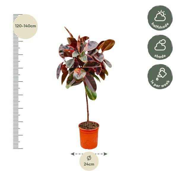 Image of Gummibaum Ficus Elastica Belize Zimmerpflanze Ø24cm ↕130cm – pflegeleichte Grünpflanze für Wohnzimmer, Büro & helle Standorte kaufen-1