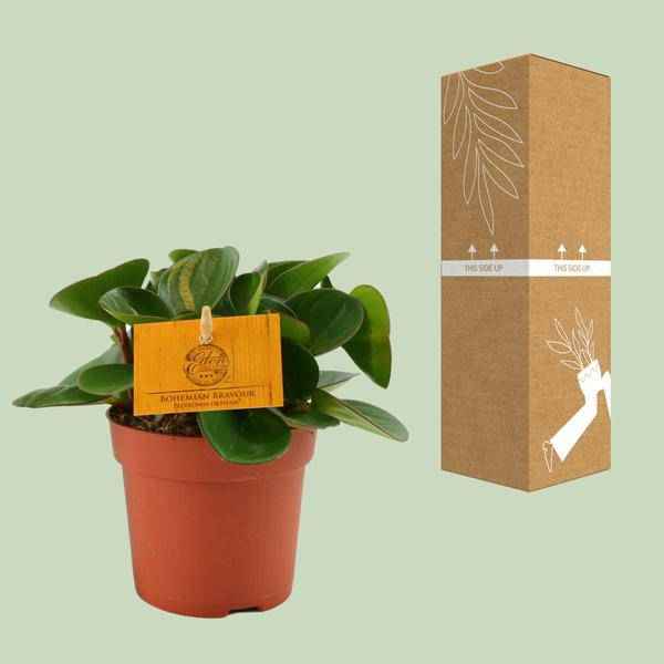 Image of Zwergpfeffer Peperomia Obtusifolia Zimmerpflanze Ø11cm ↕15cm – pflegeleichte Grünpflanze für Wohnzimmer, Büro & helle Standorte kaufen
