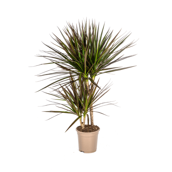 Image of Dracaena Marginata Magenta – Drachenbaum – Zimmerpflanze – Ø17cm – ↕50-70cm – Pflegeleichte Grünpflanze mit roten Blatträndern-0