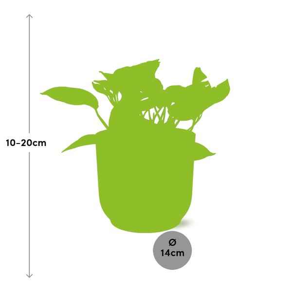 Image of Efeutute Scindapsus Epipremnum Marble Queen – Zimmerpflanze inkl. Ziertopf Vibes Fold Rosa Ø14cm – Herzförmige, marmorierte Blätter