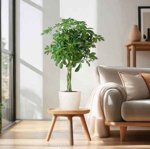Image of Schefflera Arboricola Nora – Birkenfeige – Zimmerpflanze inkl. Übertopf – ↕70cm – Ø21cm – Handförmige Blätter – Pflegeleicht & dekorativ