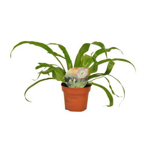 Image of Nestfarn Asplenium Antiquum – Zimmerpflanze – Ø12cm – ↕30cm – Nierenfarn mit eleganten Wedeln-0