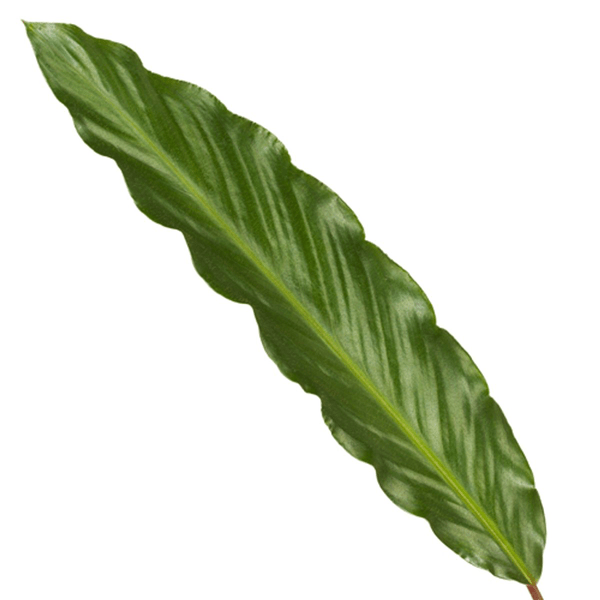 Image of Calathea Wavestar – Korbmarante – Zimmerpflanze Ø19cm – Höhe ca. 80cm – Exotische Blattschmuckpflanze für Innenräume