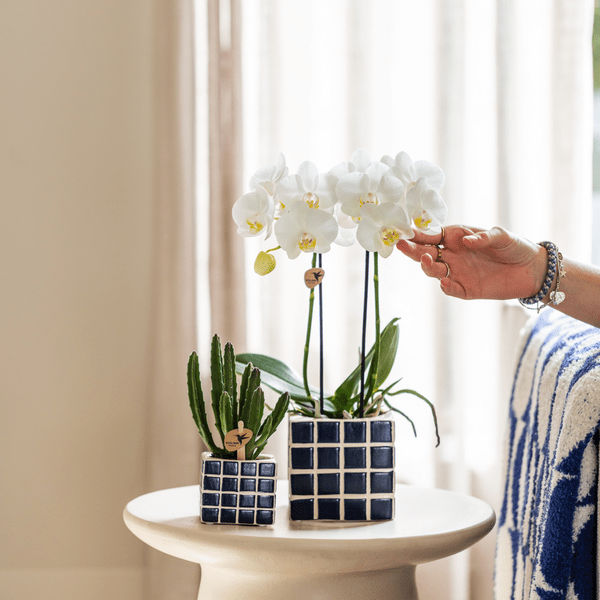 Image of Phalaenopsis Amabilis Weiß Zimmerpflanze Ø9cm – blühende Orchidee für Wohnzimmer, Büro & helle Standorte kaufen-2