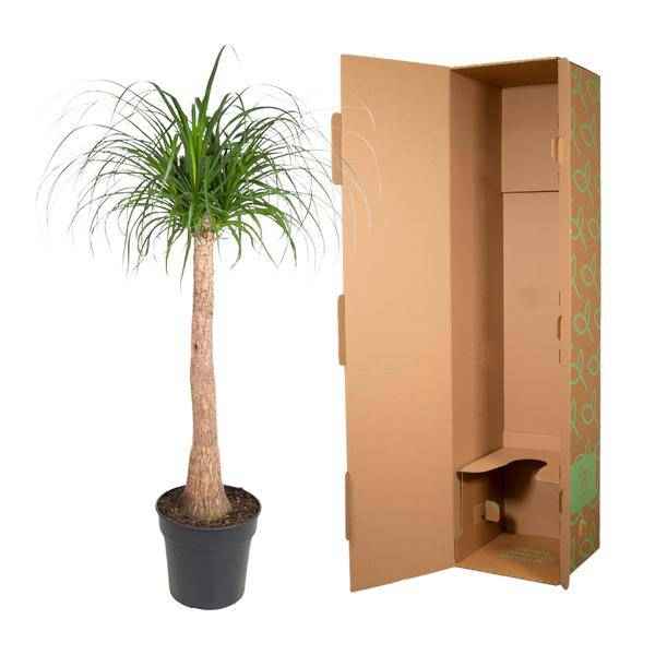 Image of Elefantenfuß Zimmerpflanze Ø32cm ↕120cm – pflegeleichte Grünpflanze für Wohnzimmer, Büro & helle Standorte kaufen-2