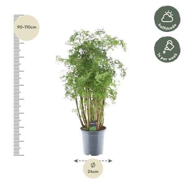 Image of Polyscias Hawaiiana Ming – Fiederaralie – Immergrüne Zimmerpflanze – Elegante Grünpflanze für Wohnzimmer & Büro – ↕90cm – Ø24cm-1