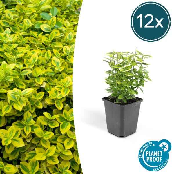 Image of Spindelstrauch Euonymus fortunei 'Emerald 'n Gold' – 12 Pflanzen – ↕10-25cm – Ø9cm – Immergrün – Für Hecken, Beete & Solitär