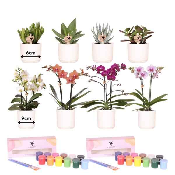 Image of Malset Blumentöpfe bemalen mit Orchideen & Sukkulenten – DIY Kreativset für mindestens 4 Personen – Bastelset für Kinder & Erwachsene