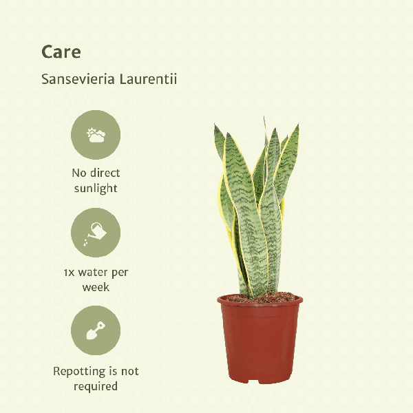 Image of Bogenhanf Sansevieria Laurentii Zimmerpflanze Ø14cm ↕40cm – pflegeleichte Grünpflanze für Wohnzimmer, Büro & helle Standorte kaufen-4