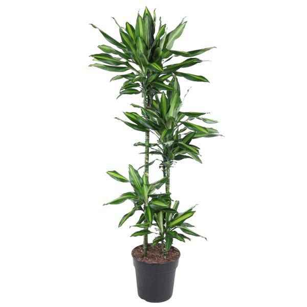 Image of Drachenbaum Zimmerpflanze Ø27cm ↕150cm – pflegeleichte Grünpflanze für Wohnzimmer, Büro & helle Standorte kaufen-0