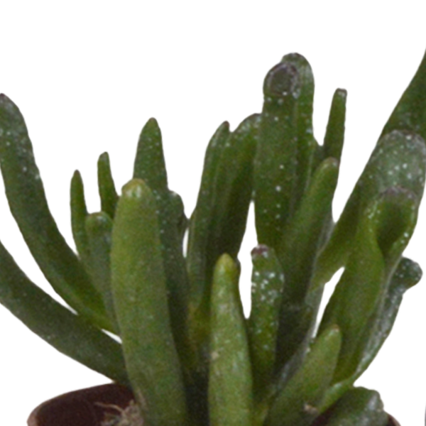 Image of Sukkulenten Mix 5 Pflanzen Ø5,5cm – pflegeleichtes Pflanzen Set für Urban Jungle, Fensterbank, Wohnzimmer & Büro