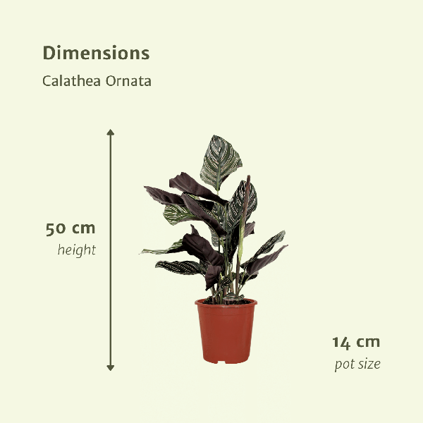 Image of Pfauenpflanze Calathea Ornata – 2 Pflanzen– tropische Zimmerpflanze – Ø14cm – ↕50cm – dekorative Grünpflanze für halbschattige Standorte-3
