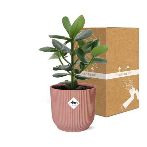 Image of Balsamapfel Clusia Princess – Autogrammbaum – Zimmerpflanze inkl. Ziertopf Vibes Fold Rosa Ø14cm – Grünpflanze mit dicken Blättern-2