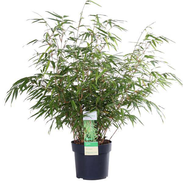 Image of Schirmbambus Fargesia rufa Ø19cm ↕60cm – hochwertiges Produkt für Pflanzen, Garten, Zuhause, Dekoration & moderne Einrichtung-0