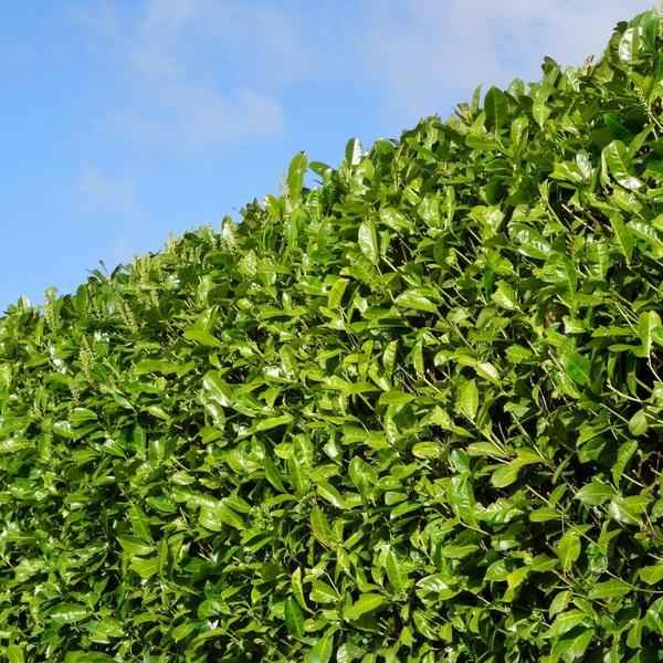 Image of Kirschlorbeer Rotundifolia – 20 Pflanzen für 10 Meter Hecke – Immergrüne Lorbeerkirsche 125-150cm – Schnellwachsend & dicht
