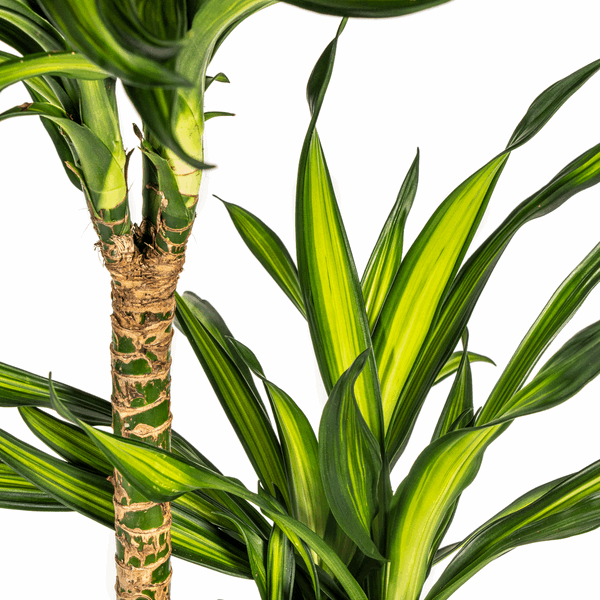 Image of Dracaena deremensis Rikki Drachenbaum 130-150cm 24cm Zimmerpflanze pflegeleicht grüne Blattpflanze für Wohnzimmer Büro Flur moderne große Grünpflanze-2