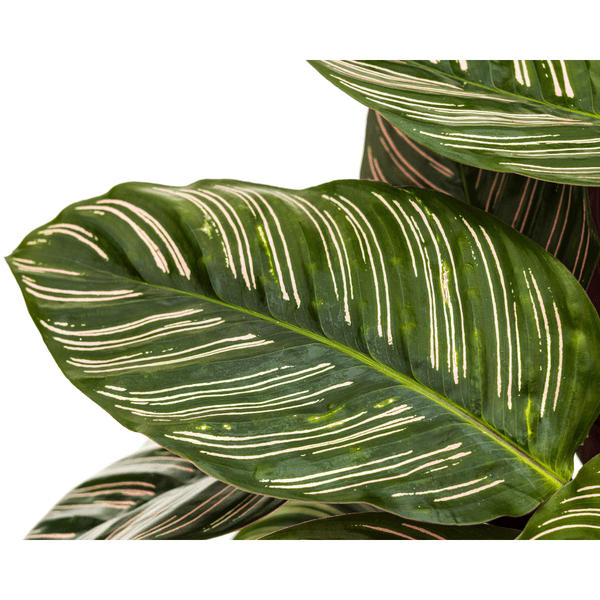 Image of Calathea Ornata Sanderiana – Korbmarante – Zimmerpflanze Ø27cm – ↕60-80cm – Tropische Innenpflanze mit pinken Streifen – Pflegeleicht & dekorativ-3
