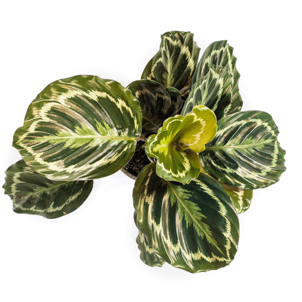 Image of Calathea Medallion – Korbmarante – Ø17cm – ↕40-50cm – Exotische Zimmerpflanze mit dekorativen Blättern – Pflegeleicht & luftreinigend-1