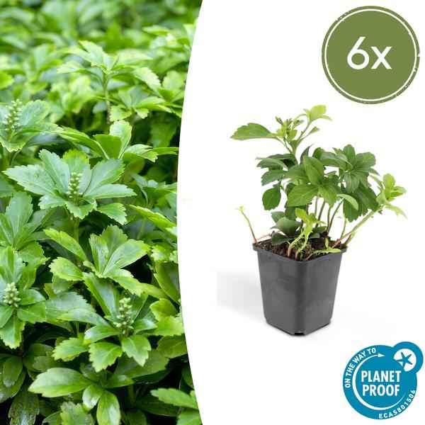 Image of Pachysandra terminalis 'Green Carpet' – 6 Pflanzen – Schattengrün – Immergrüner Bodendecker – Weiße Blüten – Halbschatten – Pflegeleicht