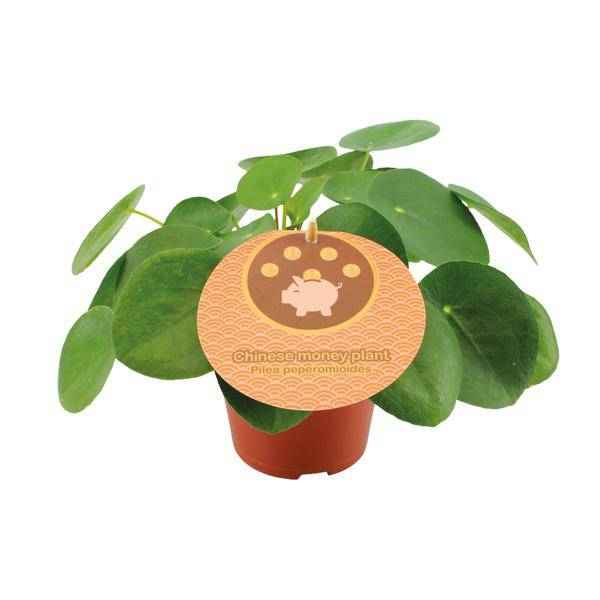 Image of Pilea Peperomioides Chinesischer Geldbaum Zimmerpflanze Ø12cm ↕20cm – pflegeleichte Grünpflanze für Wohnzimmer, Büro & helle Standorte kaufen