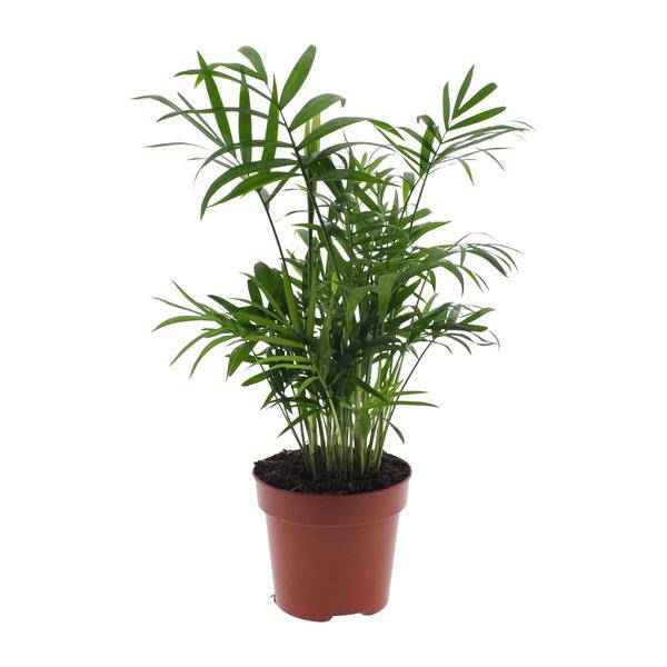 Image of Mexikanische Bergpalme – Chamaedorea Elegans – Ø12cm x H40cm – Pflegeleichte Zwergpalme für Innenräume – Für Halbschatten-0