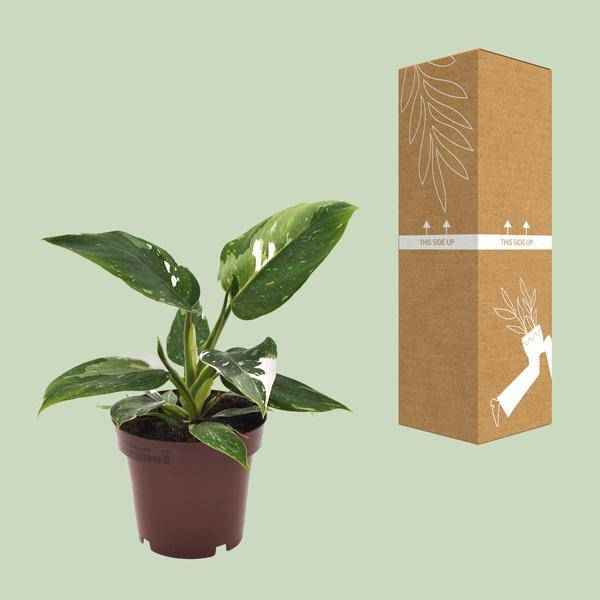 Image of Philodendron White Princess Zimmerpflanze Ø12cm ↕25cm – pflegeleichte Grünpflanze für Wohnzimmer, Büro & helle Standorte kaufen