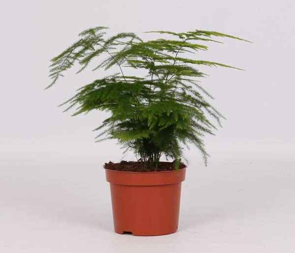 Image of Feder – Spargel Zimmerpflanze Ø12cm ↕28cm – pflegeleichte Grünpflanze für Wohnzimmer, Büro & helle Standorte kaufen-0