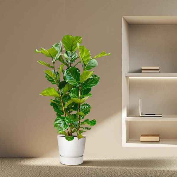 Image of Feigenbaum – Ficus Lyrata Strauch – ca. 140cm hoch – Ø27cm – Geigenfeige als Zimmerpflanze – XXL Grünpflanze mit großen Blättern – für Zimmer & Büro