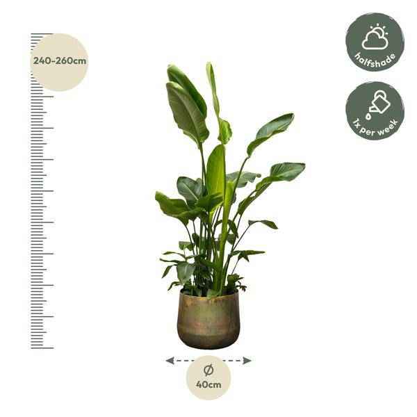Image of Strelitzia Nicolai – Baumstrelitzie – Zimmerpflanze 250cm – Ø40cm – Weißer Paradiesvogel mit großen grünen Blättern-2