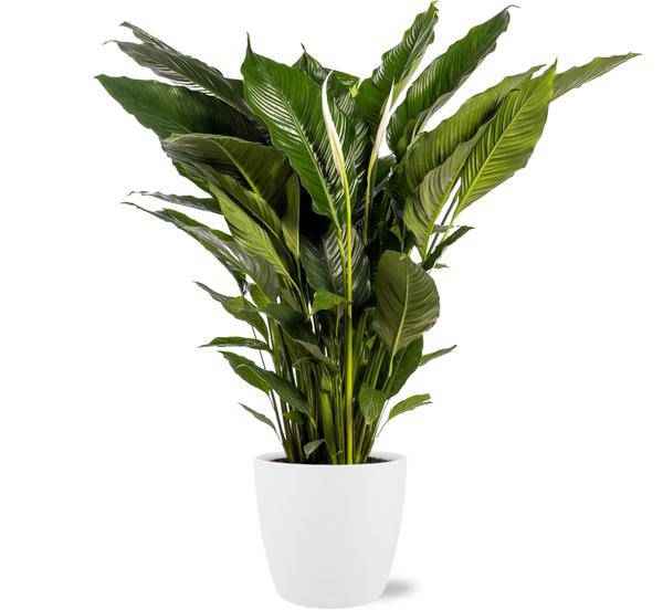 Image of Spathiphyllum Sweet Sebastiano Einblatt – Zimmerpflanze Ø24cm – ca. 110cm hoch – inkl. Übertopf – Elegante Friedenslilie