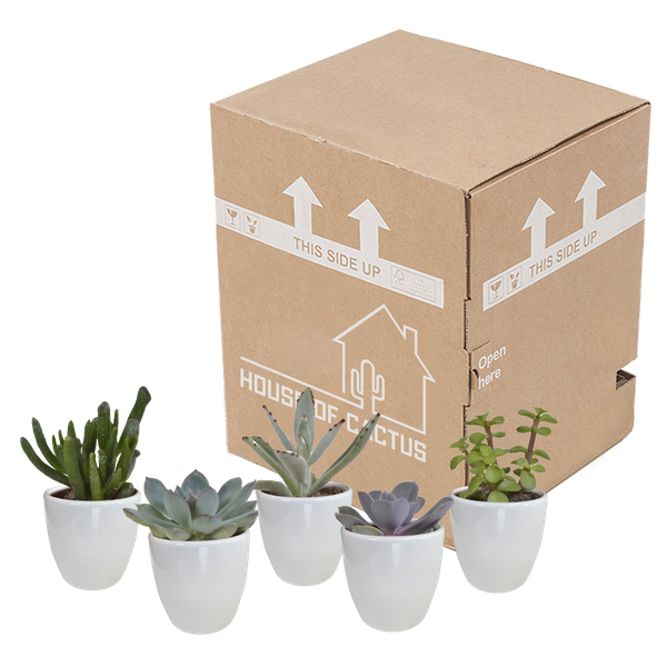 Image of Sukkulenten Mix 5 Pflanzen Ø5,5cm – pflegeleichtes Pflanzen Set für Urban Jungle, Fensterbank, Wohnzimmer & Büro