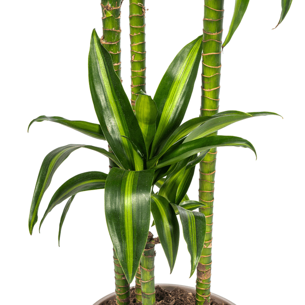 Image of Drachenbaum Dracaena Deremensis Hawaiian Sunshine – Zimmerpflanze – Ø27cm – Höhe 180cm – Tropischer Look & pflegeleicht