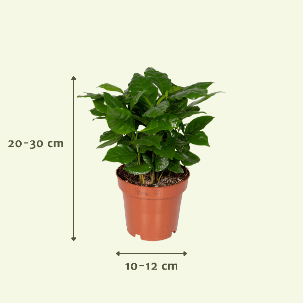 Image of Überraschungsbox Zimmerpflanzen Ø12cm ↕25cm – pflegeleichtes Pflanzen Set für Urban Jungle, Fensterbank, Wohnzimmer & Büro-2