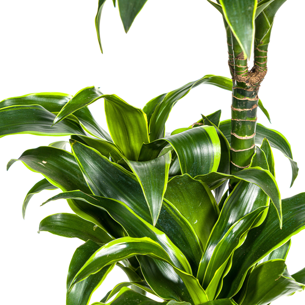 Image of Dracaena Deremensis Dorado – Drachenbaum – Zimmerpflanze – Ø21cm – Höhe 100-120cm – Dunkelgrüne Blätter mit gelbem Rand – Pflegeleicht & dekorativ-2
