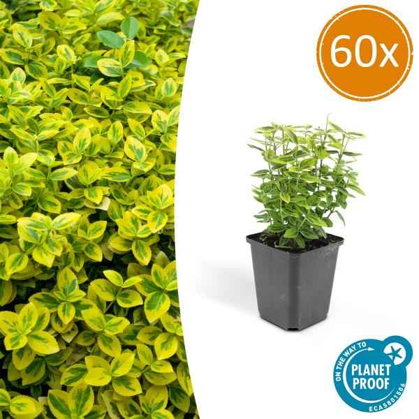 Image of Spindelstrauch Euonymus fortunei 'Emerald 'n Gold' – 60 Pflanzen – ↕10-25cm – Ø9cm – Immergrün – Bodendecker, Hecke & Solitär-1