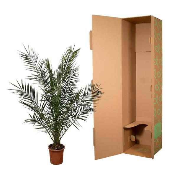 Image of Phönix Canariensis – Kanarische Dattelpalme – Palme ca. 170cm hoch – Ø24cm – Exotische Zimmer – & Gartenpflanze-2