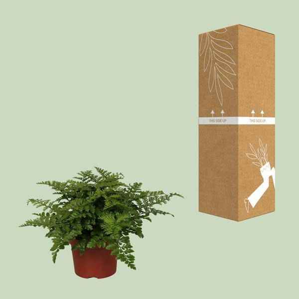 Image of Nestfarn – Asplenium Parvati – Zimmerpflanze – Ø12cm – ↕25cm – dekorativer Farn mit eleganten Wedeln – pflegeleichte Grünpflanze für Innenräume-2