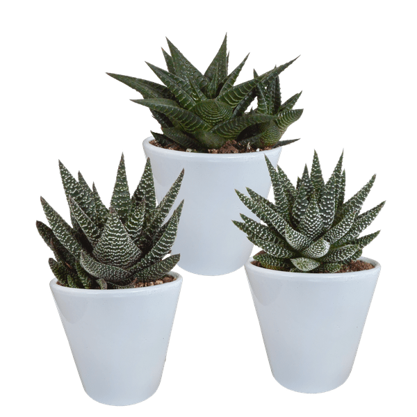 Image of Sukkulenten Mix Gasteria & Haworthia – 3 Pflanzen – Ø8,5cm Zimmerpflanzen im weißen Topf – Verschiedene Mini – Sukkulenten-0