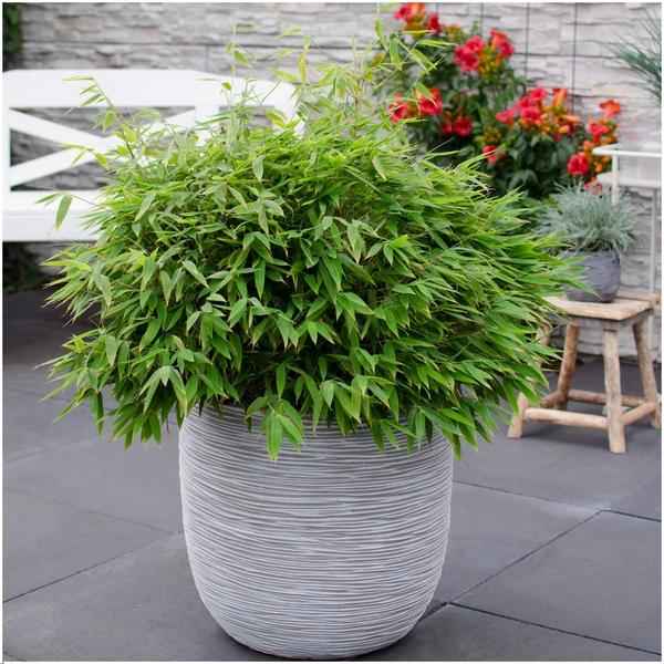 Image of Fargesia murieliae Moontears Boobux – Bambus – immergrün & winterhart – nicht invasiv – Ø29cm – ↕70cm Höhe – ideal für Garten, Terrasse & Hecken