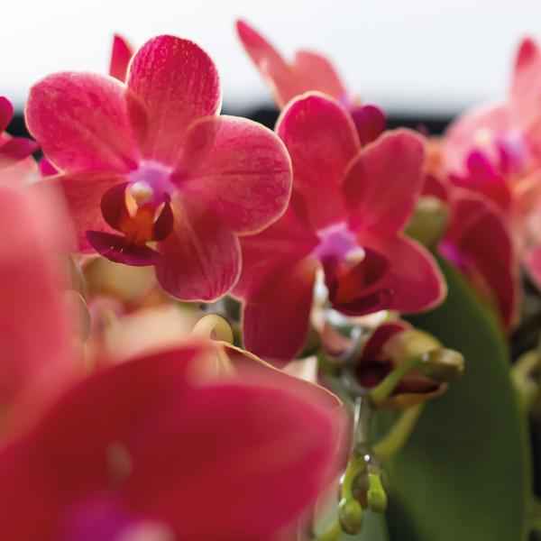 Image of Rote Phalaenopsis Orchideen Zimmerpflanze Ø9cm – blühende Orchidee für Wohnzimmer, Büro & helle Standorte kaufen-4