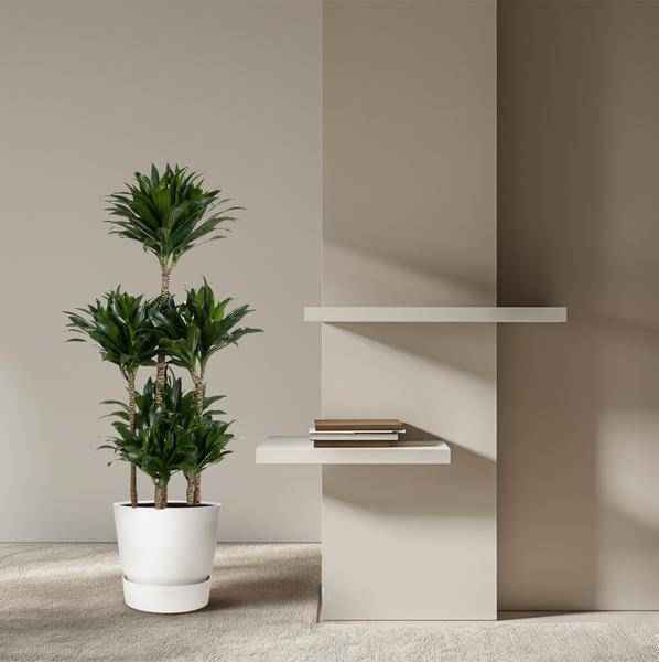 Image of Drachenbaum – Dracaena Compacta Karussell 130cm – Ø31cm – Zimmerpflanze mit dunkelgrünen glänzenden Blättern-3