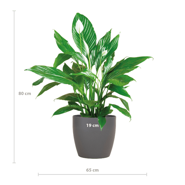 Image of Spathiphyllum Sweet Lauretta – Scheidenblatt – Zimmerpflanze inkl. Übertopf – ↕80cm – Ø21cm – Friedenslilie mit eleganten weißen Blüten-1