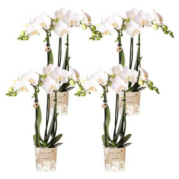 Image of Phalaenopsis Orchideen Amabilis Weiß – Ø9cm – Zimmerpflanze – 4 Orchideen – edle weiße Multiflora Orchideen mit 2-3 Zweigen-0