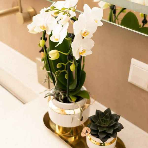 Image of Le Chic Blumentopf Zimmerpflanze Ø6cm – blühende Orchidee für Wohnzimmer, Büro & helle Standorte kaufen-3